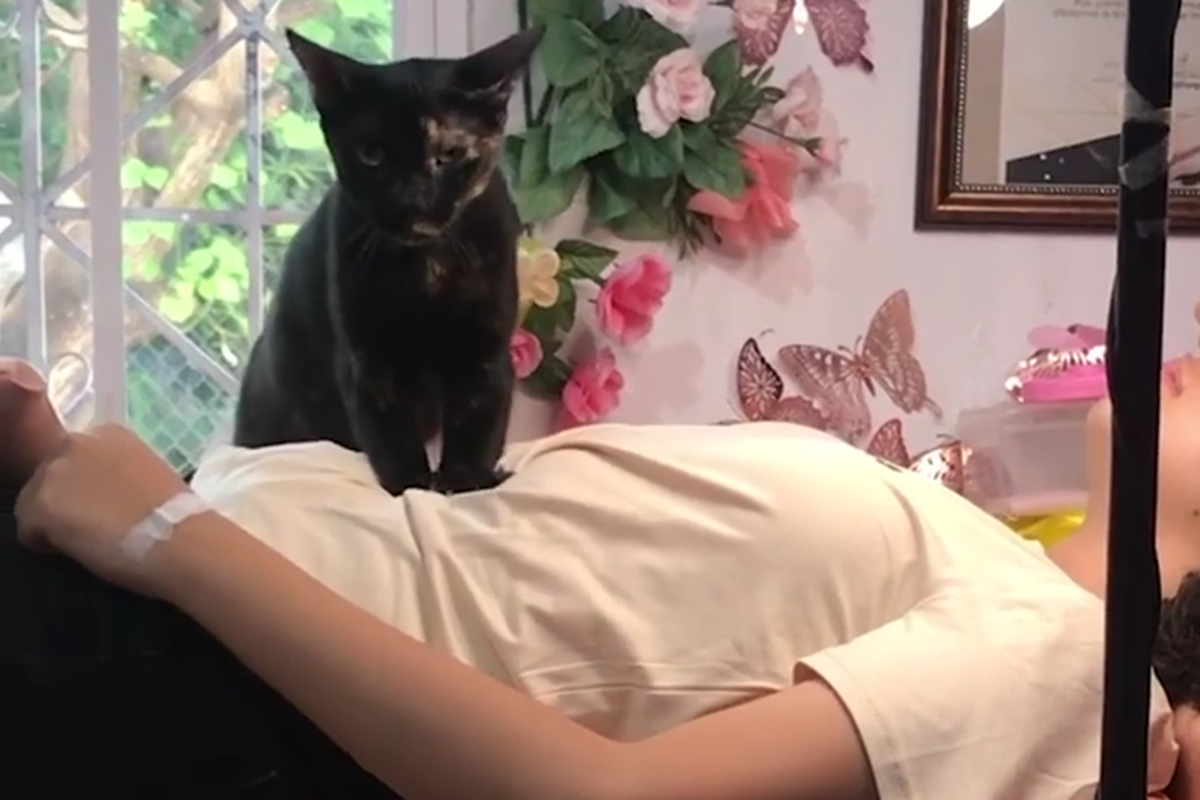 Cat Helps Massage Clients